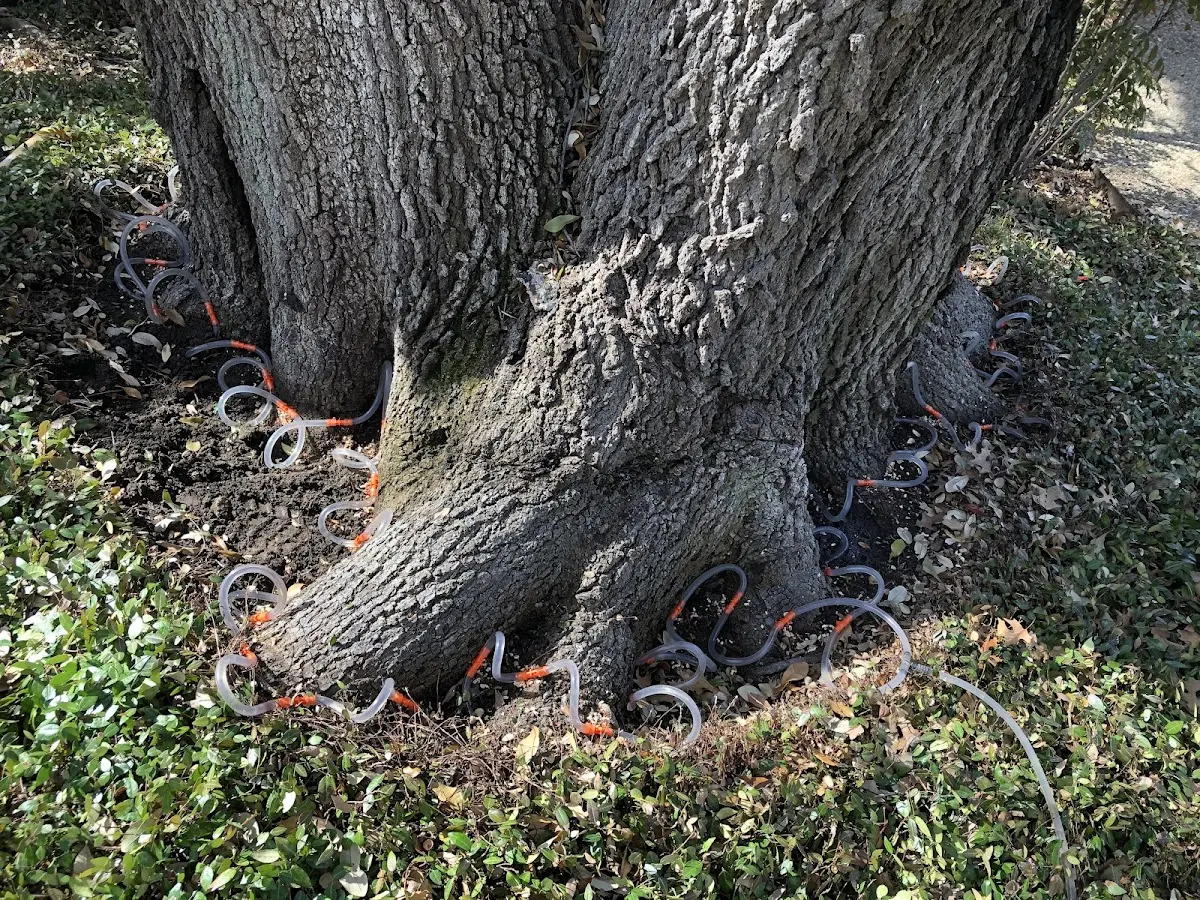 Detailed Tree Cabling and Bracing job site in Little York