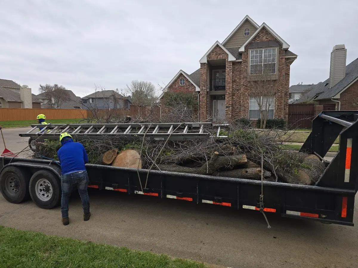 Expert Tree Pest Control with proper safety equipment in Little York